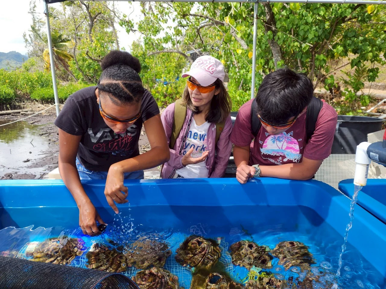 Participants observing coral in a nursery tank