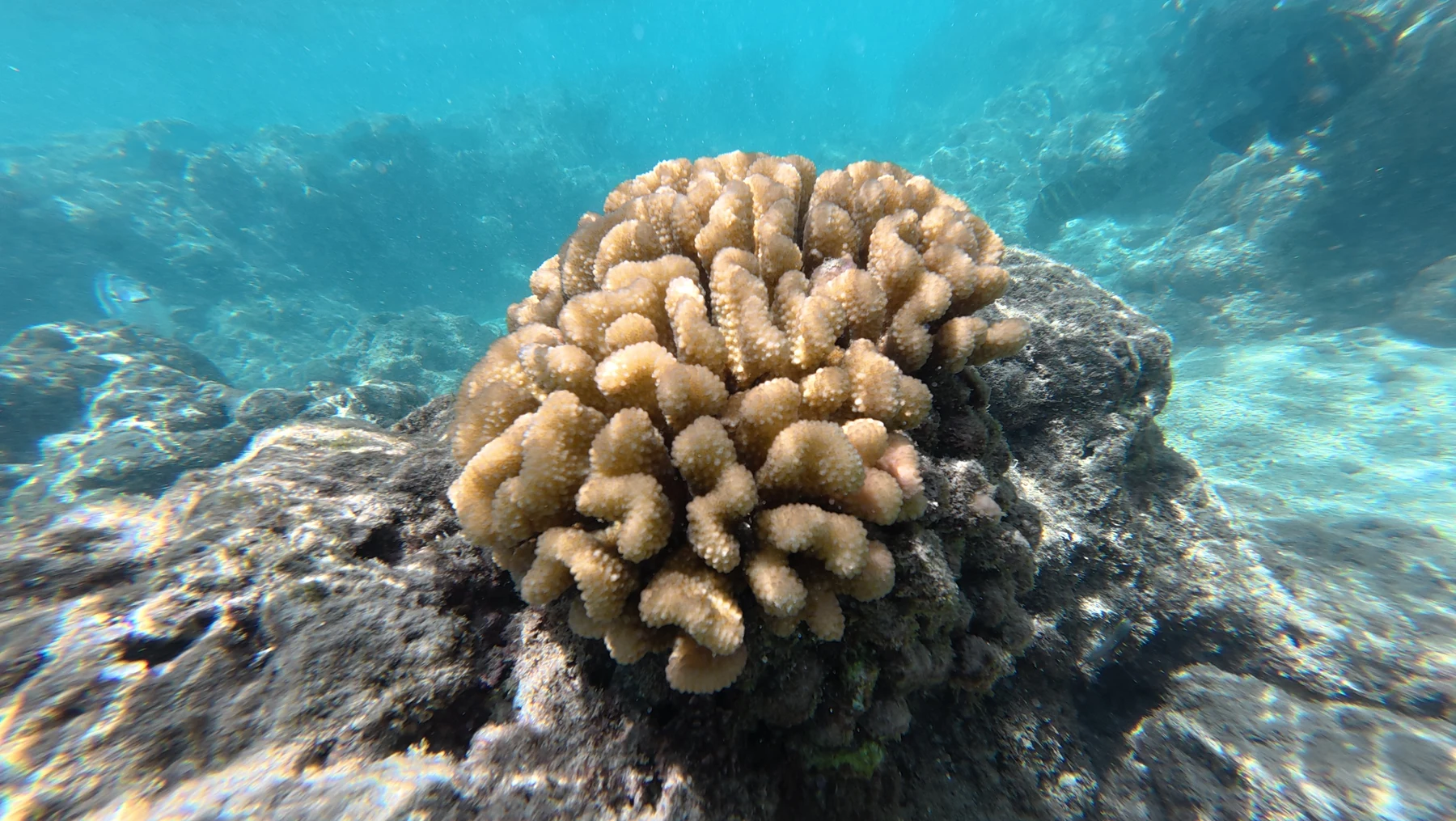 Coral photographed underwater by Benjamin