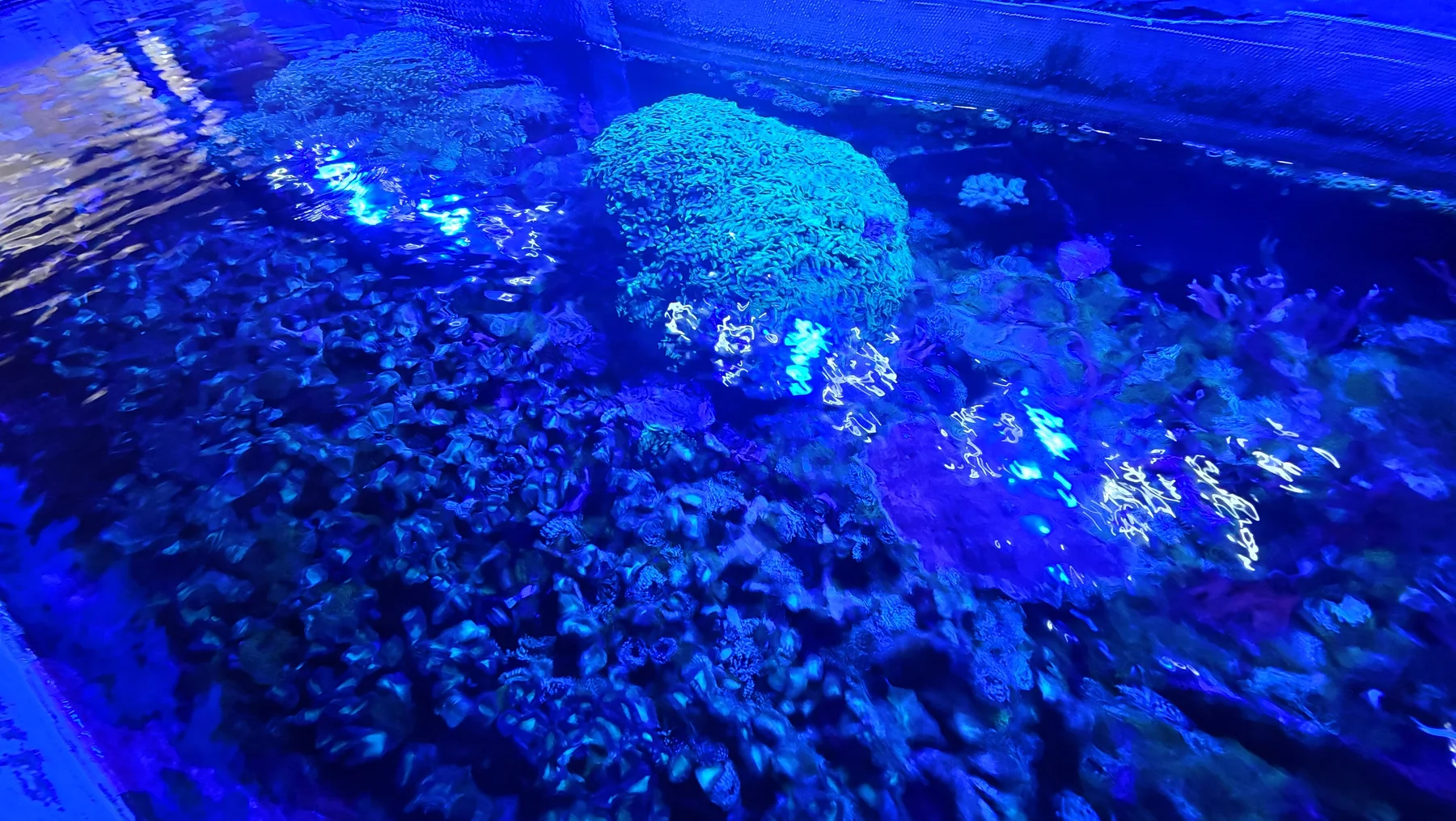 Coral photographed by Benjamin during NMMBA preparatory learning