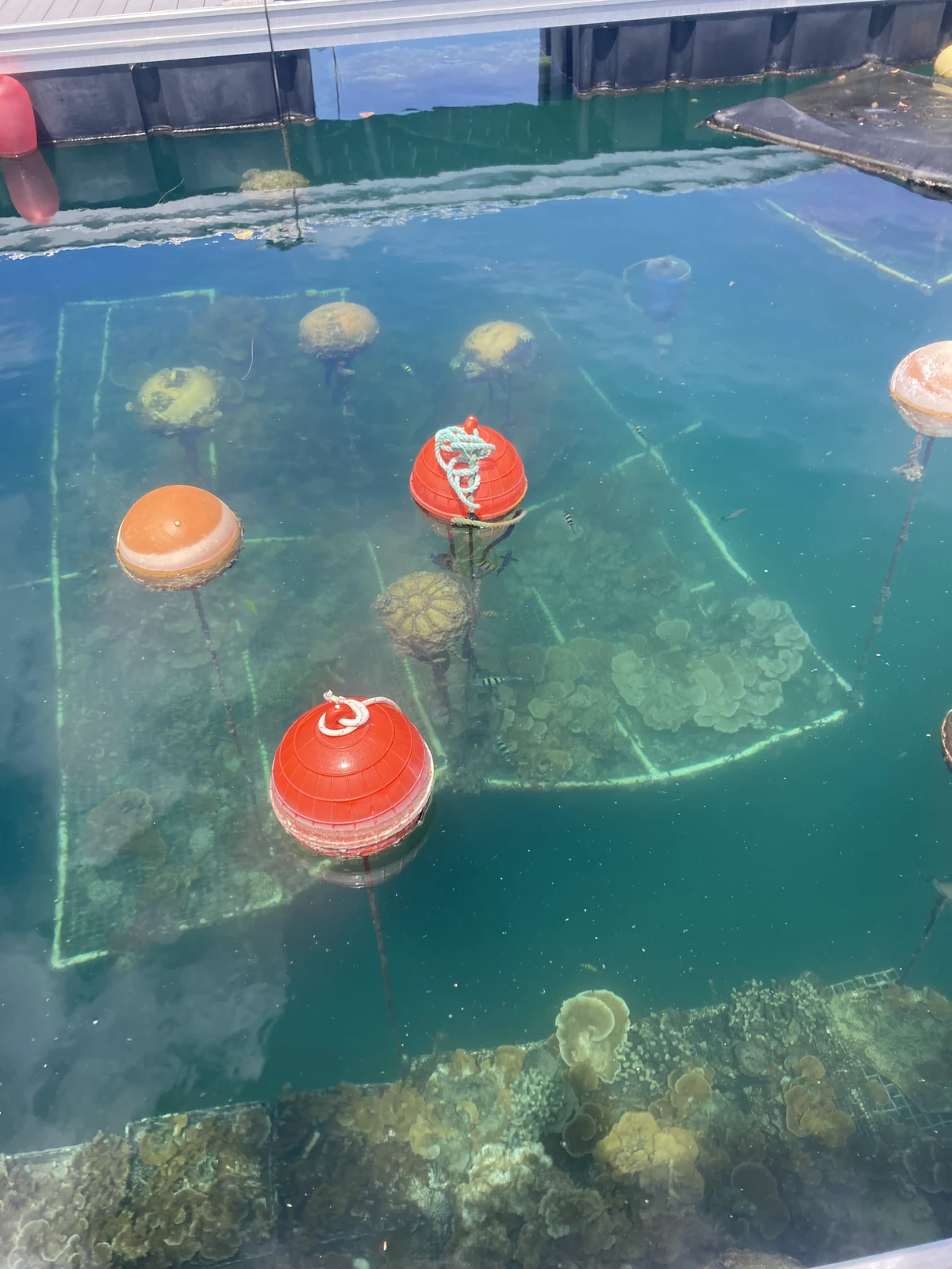 Underwater coral nursery